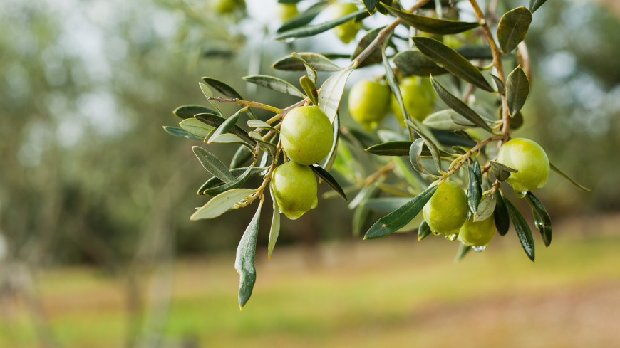 Древнейшие одомашненные оливковые деревья нашли в Израиле