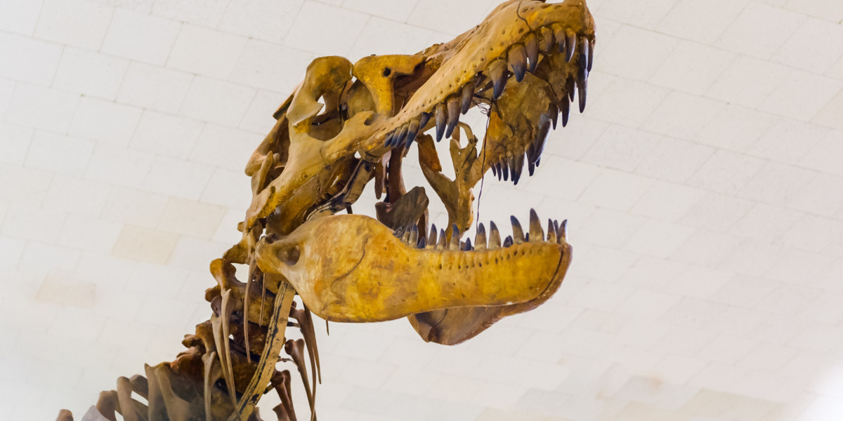Ищите динозавров. Останки динозавров в музее Британии. Раскопки динозавров.