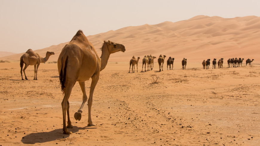 Спортдайджест: в Омане стартуют верблюжьи бега, каскадер стал курьером для команды по крикету, ПСЖ зарабатывает на футболках