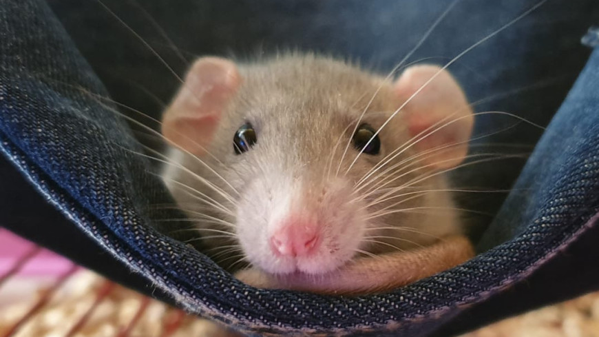 В мозге мышей выявили нейроны, помогающие принимать решения