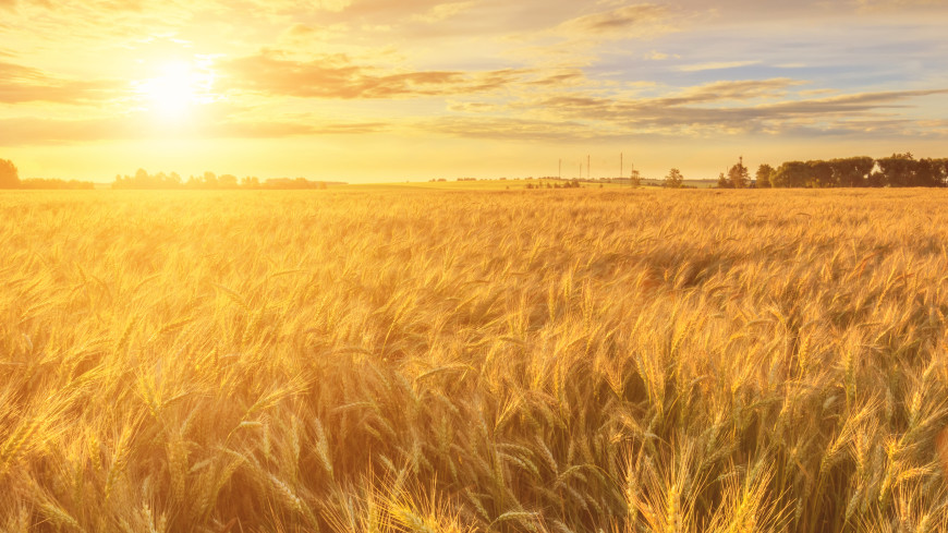 Минсельхоз: Обеспеченность зерном в России превышает 150%