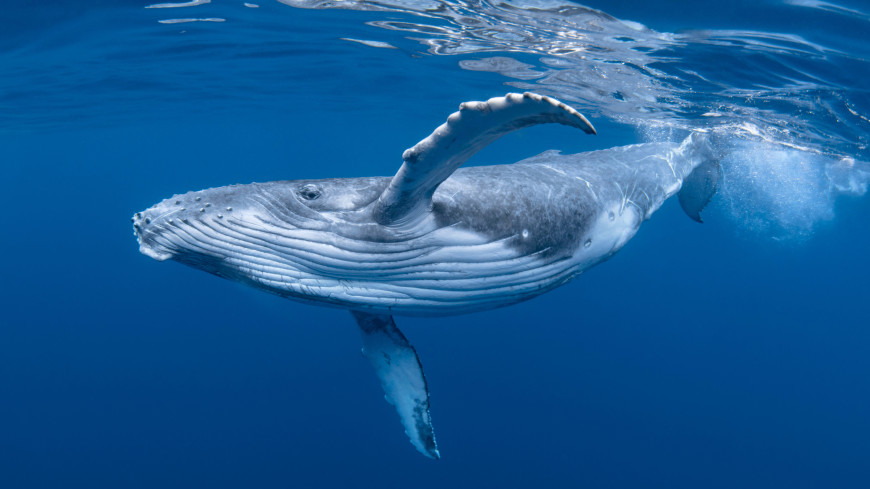 В перуанской пустыне нашли череп кита возрастом 36 миллионов лет