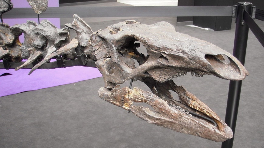 В Китае нашли окаменелости самого древнего в Азии стегозавра