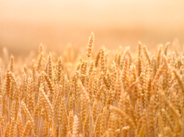 Стоимость пшеницы в Европе взлетела до исторического максимума