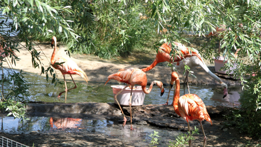 Фламинго в Московском зоопарке вышли в уличный вольер
