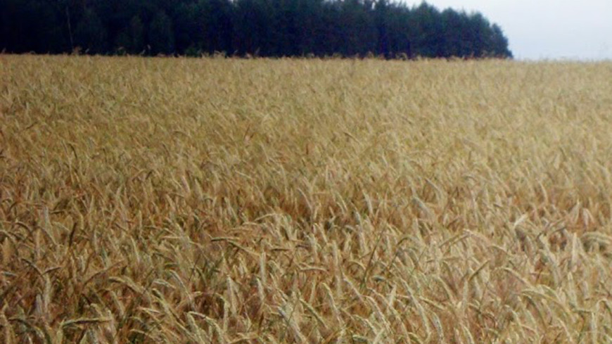 Фото: Мария Попова, &quot;«Мир 24»&quot;:http://mir24.tv/, зерно, пшеница, поле