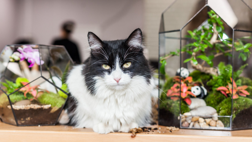 Ученые: Кошки знают имена своих хозяев и клички других кошек, с которыми вместе живут