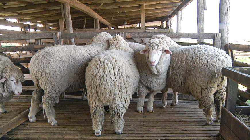 Под ноль: в хозяйствах Ставрополья началась стрижка овец