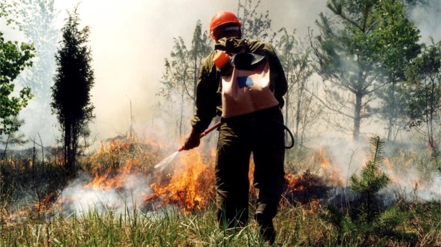 В полтора раза увеличилась за сутки площадь лесных пожаров в России