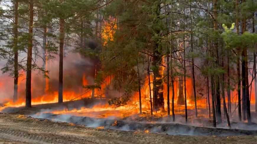 Площадь лесных пожаров в России увеличилась на 10%