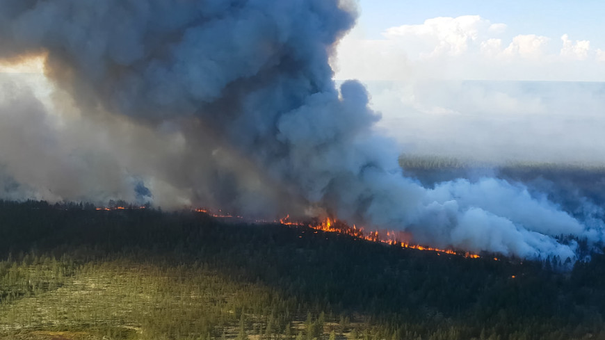 Площадь лесных пожаров в России за сутки увеличилась на 6,5 тысячи гектаров