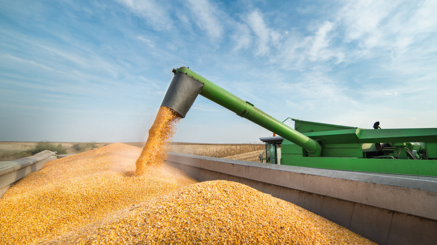 В Узбекистане с 1 июня госзакупки зерна будут проводить по рыночным ценам
