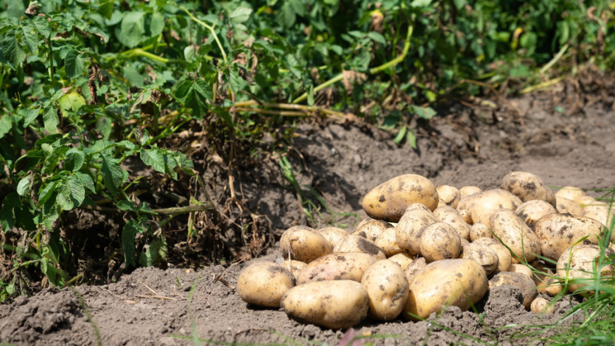 Садовод рассказал, как получить ранний урожай картофеля