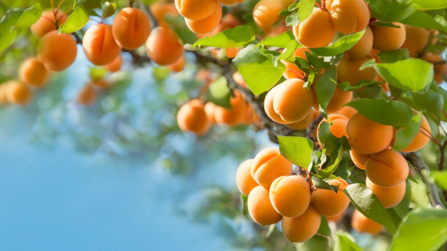 В Таджикистане начался сбор ранних сортов абрикоса