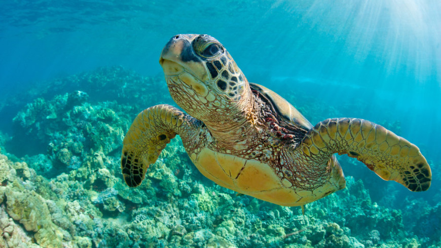 GRS-трекеры показали, как черепахи находят путь в открытом океане