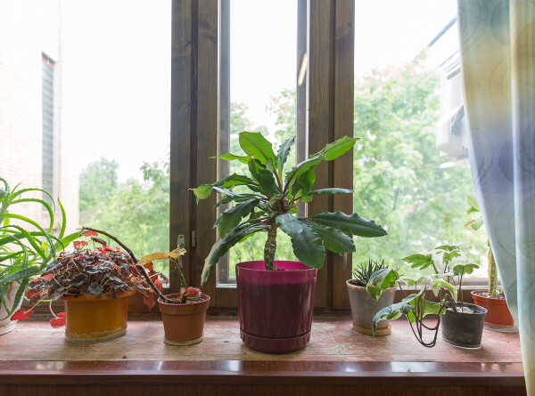 Названы растения, которые могут заменить очиститель воздуха в доме