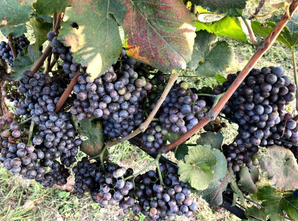 Около тысячи гектаров новых виноградников появится в Дагестане