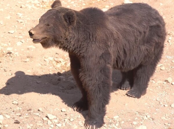 Спасение косолапых: как работает медвежий приют в Армении?
