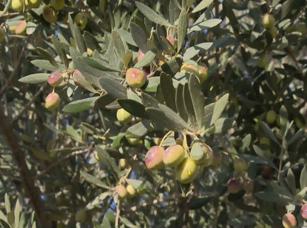 Урожай оливок собирают на юго-западе Туркменистана