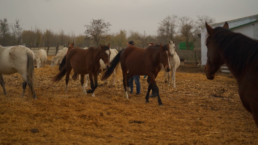 Horse 24. Конеферма Чадыр Лунга. Келеш конеферма. Предприятие по разведению лошадей. Конеферма картинки.