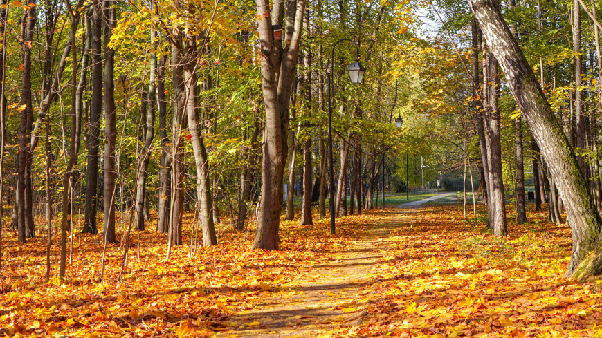 парк Сокольники, Сокольники осенью, парк осенью, осенний парк, листопад, октябрь, золотая осень, желтые листья, листопад, деревья осенью, листва