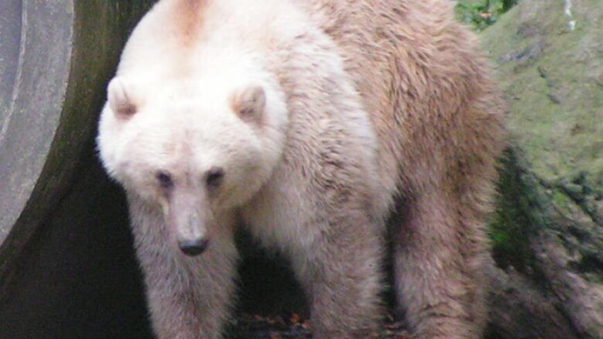 Гибриды белого и бурого медведей начали появляться в Якутии