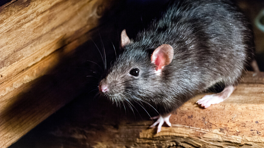 Ученые обнаружили у крыс чувство ритма