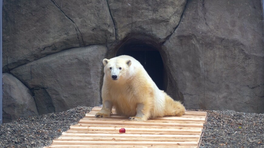 Медведю Диксону из Московского зоопарка удалили поврежденный клык