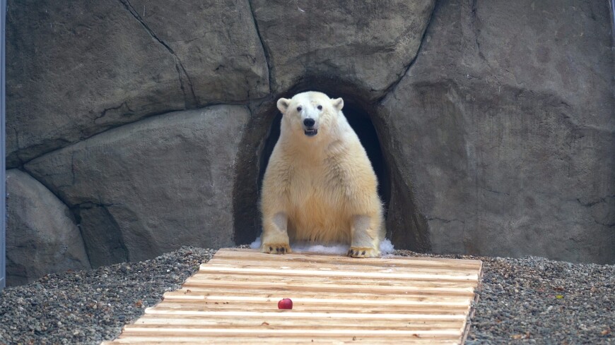Белый медведь Диксон впервые вышел в заснеженный вольер
