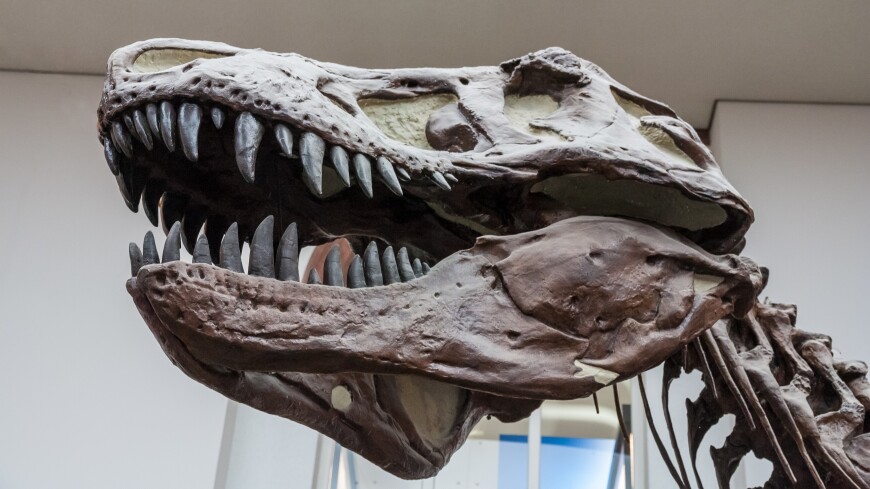 Скелет беременной самки тираннозавра впервые выставят в музее