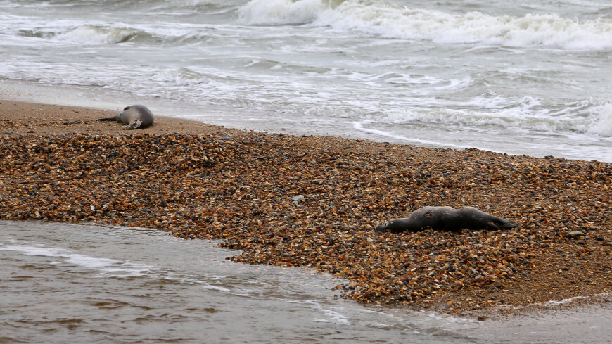 130 мертвых тюленей нашли на казахстанском побережье Каспия