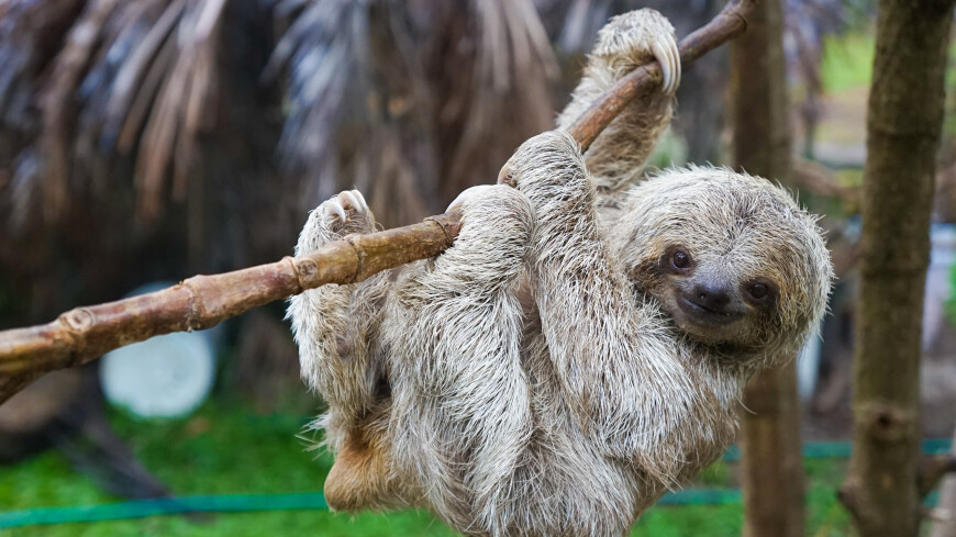Детеныш ленивца родился в зоопарке Екатеринбурга