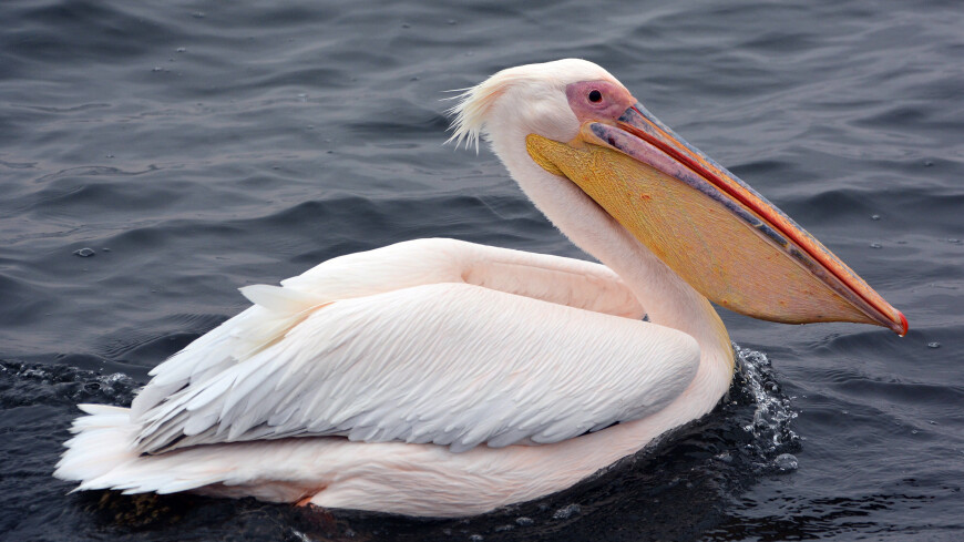 Десять тысяч мертвых пеликанов обнаружили в Перу