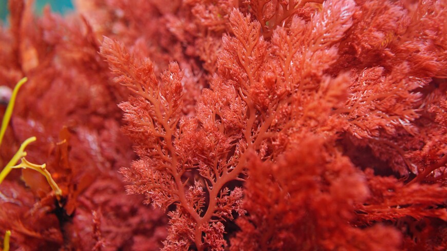 Неизвестные науке красные водоросли открыли в Антарктиде
