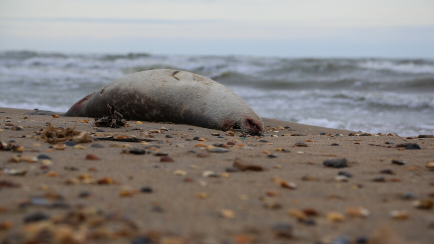Мертвый берег: на западе Казахстана расследуют массовую гибель тюленей