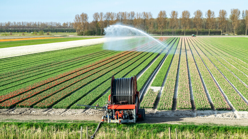 До 3000 ферм закроют в Нидерландах для борьбы с опасными выбросами