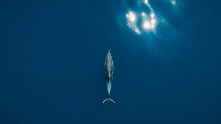 Прокуратура подключилась к расследованию ситуации с выброшенными в Черное море дельфинами