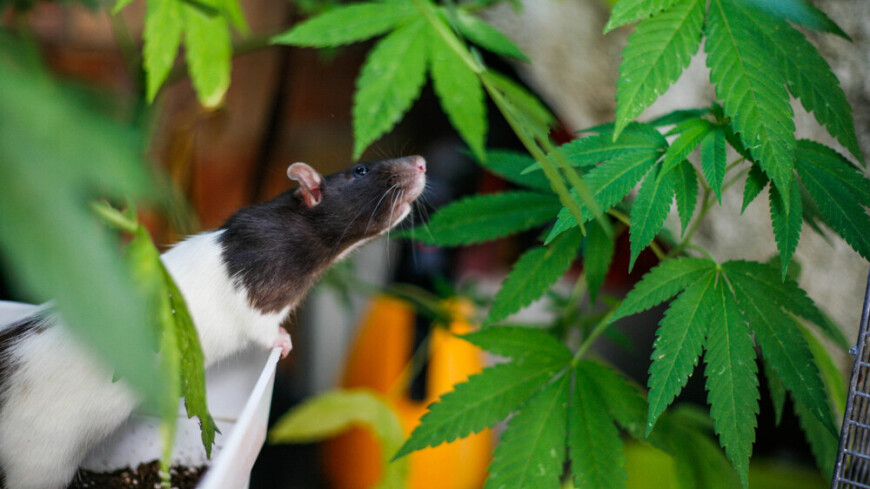 Крысы съели почти 600 килограммов марихуаны в Индии