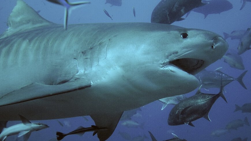 Тигровые акулы измерили крупнейший на земле подводный лес