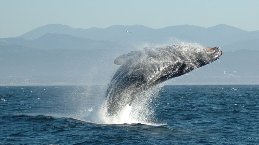 Найдены гены, которые помогли китам достичь гигантских размеров