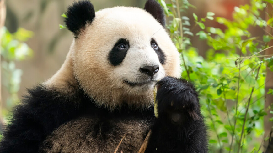 У панды Туан Туан из зоопарка Тайбэя обнаружили опухоль головного мозга