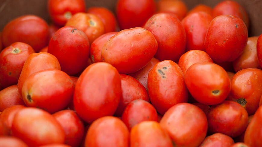 Российские ученые сумели вырастить в Антарктиде почти 30 кг помидоров и 9 кг перцев