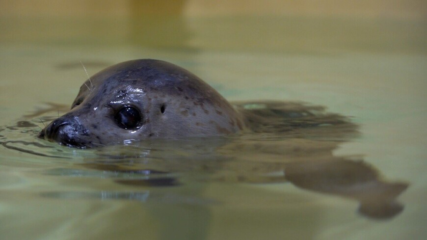 Слепой детеныш пестрого тюленя поселился в Московском зоопарке