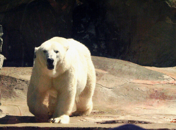 Как остановить сокращение численности белых медведей?