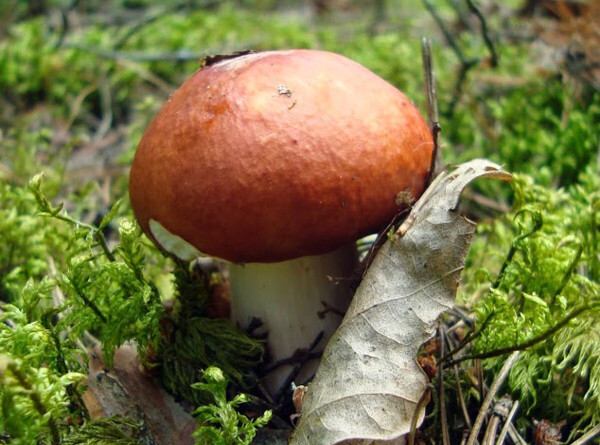 В Архангельской области в самом разгаре грибной сезон