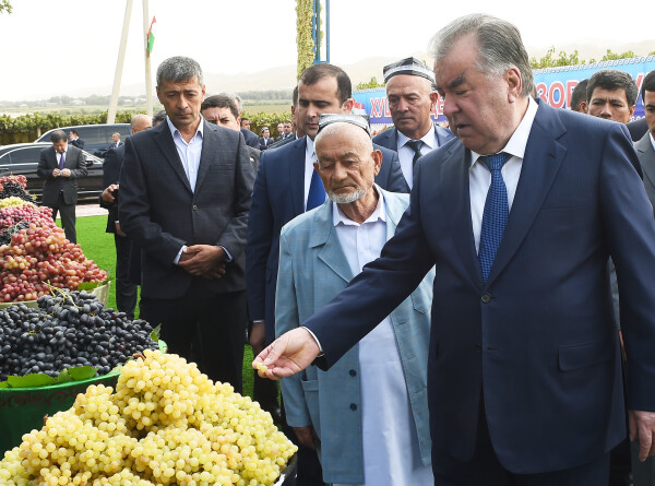 Президент Таджикистана оценил богатый урожай виноградников Турсунзаде