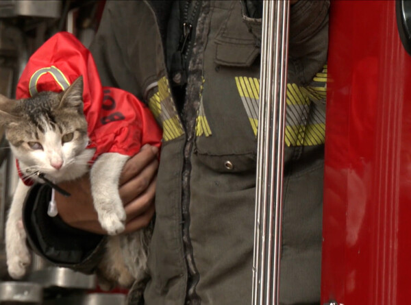Кот помогает мексиканским спасателям нести службу