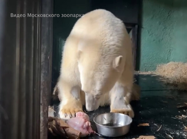 Белый медведь Диксон начал играть с коробками из-под пиццы