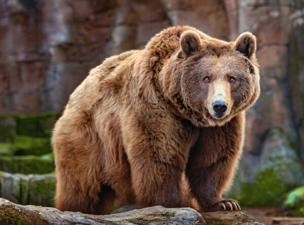 Медведь в Калифорнии забрался в дом, съел мусор и поплавал в бассейне