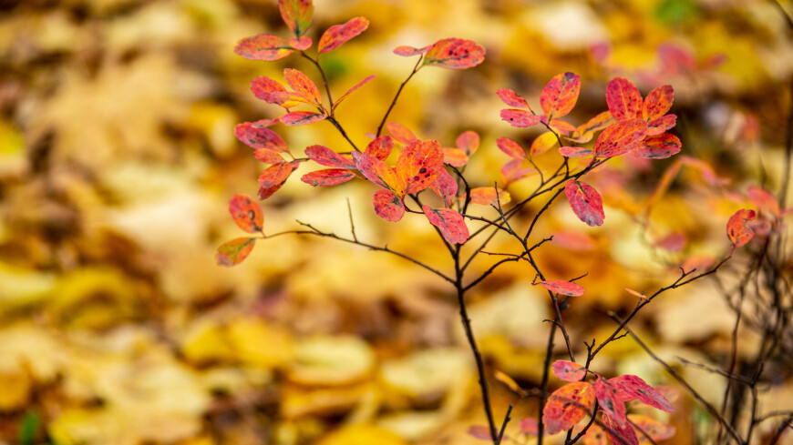 парк Сокольники, Сокольники осенью, парк осенью, осенний парк, золотая осень, желтые листья, желтый лист, листопад, октябрь, ветки, листва